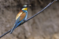Merops apiaster (Marek Szczepanek).jpg